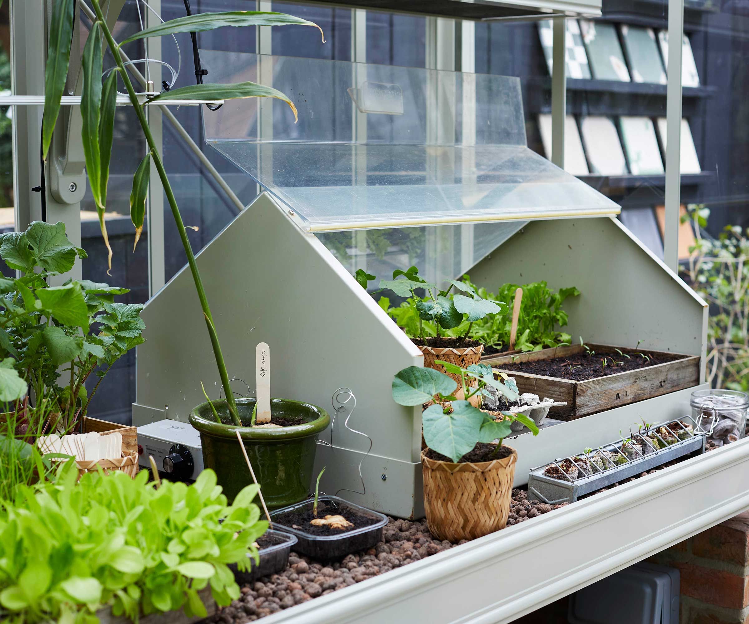 Alitex propagator with seedlings