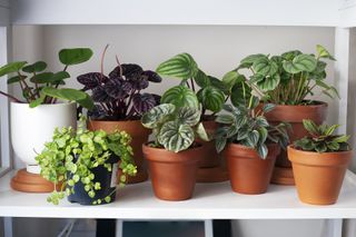 plants in terracotta pots