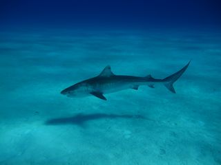 A tiger shark in the Bahamas.
