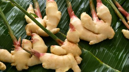 growing ginger in a pot