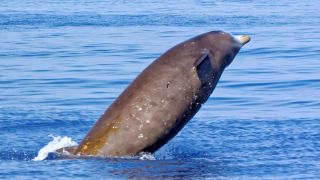 a Cuvier's beaked whale breaching the surface of the ocean