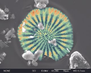 diatom