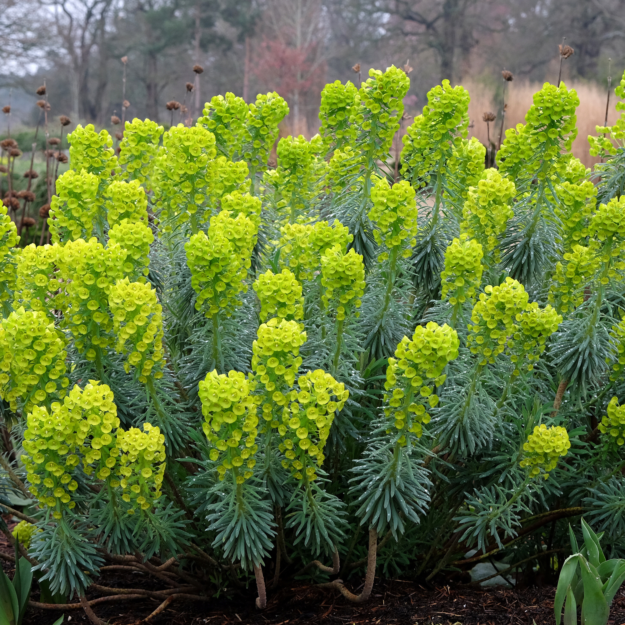 Green Euphorbia characias, the Mediterranean spurge or Albanian spurge in flower. - stock photo