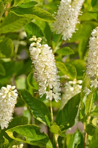 close up of summer sweet (Clethra alnifolia) plant