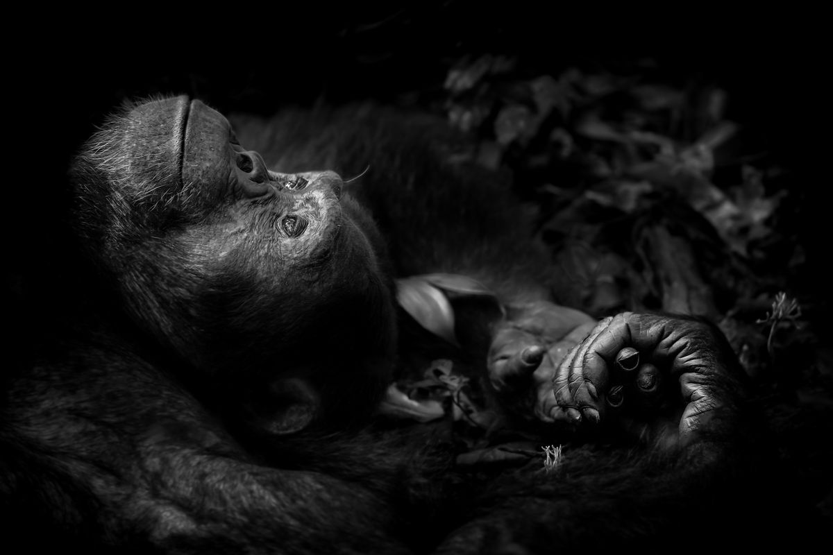Contemplation &copy; Peter Delaney - Wildlife Photographer of the Year