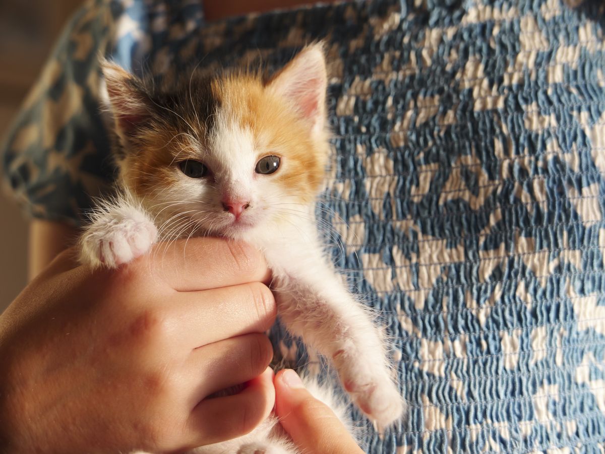 Sample image taken with the Panasonic Lumix L10; tiny cute kitten being held by a girl, golden light