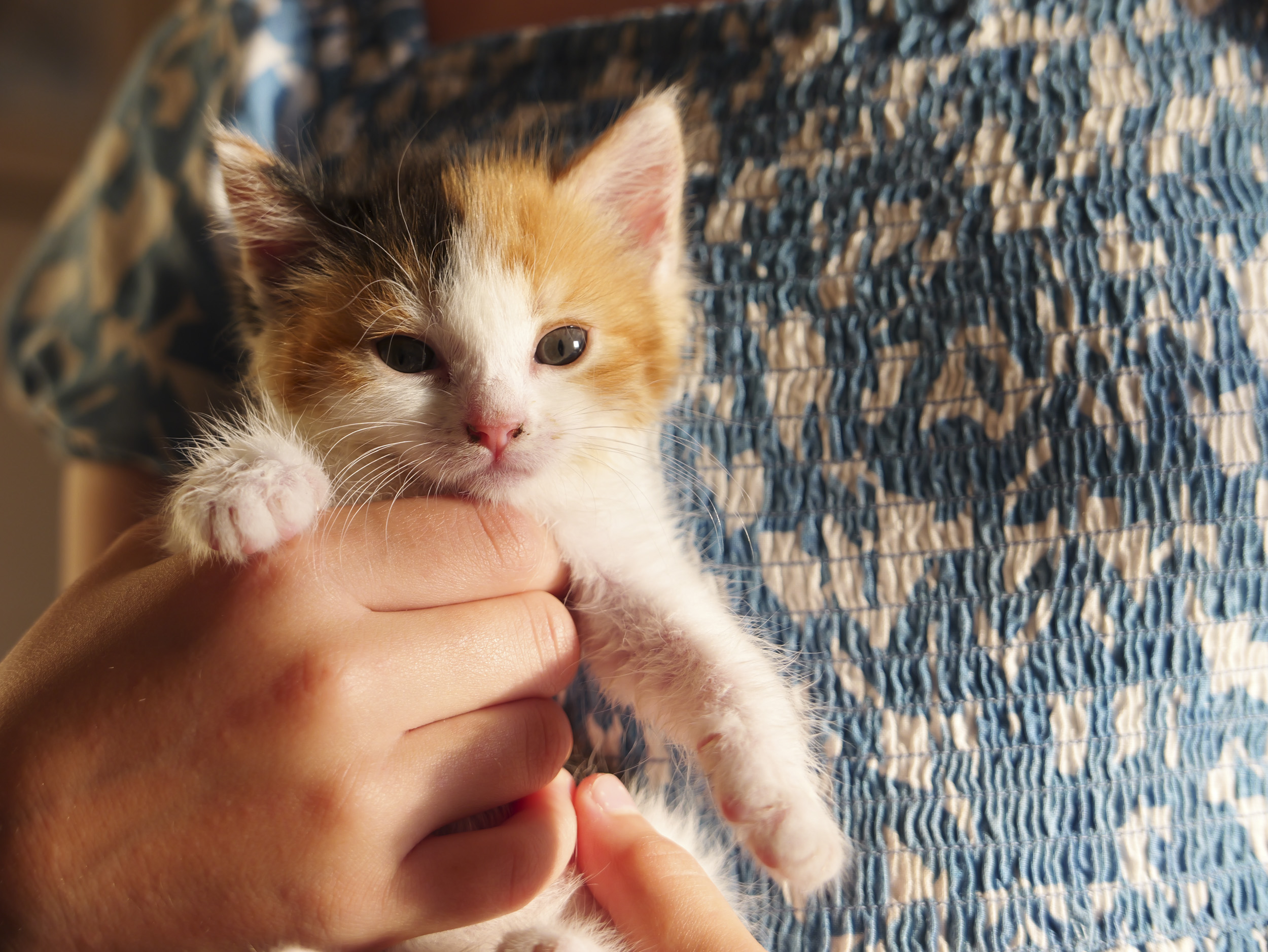 Sample image taken with the Panasonic Lumix L10; tiny cute kitten being held by a girl, golden light