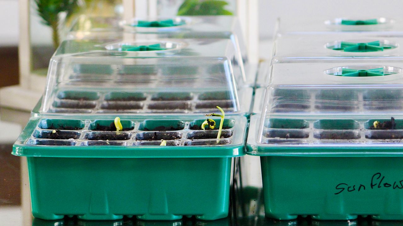 Seedling trays with humidity domes for seed starting