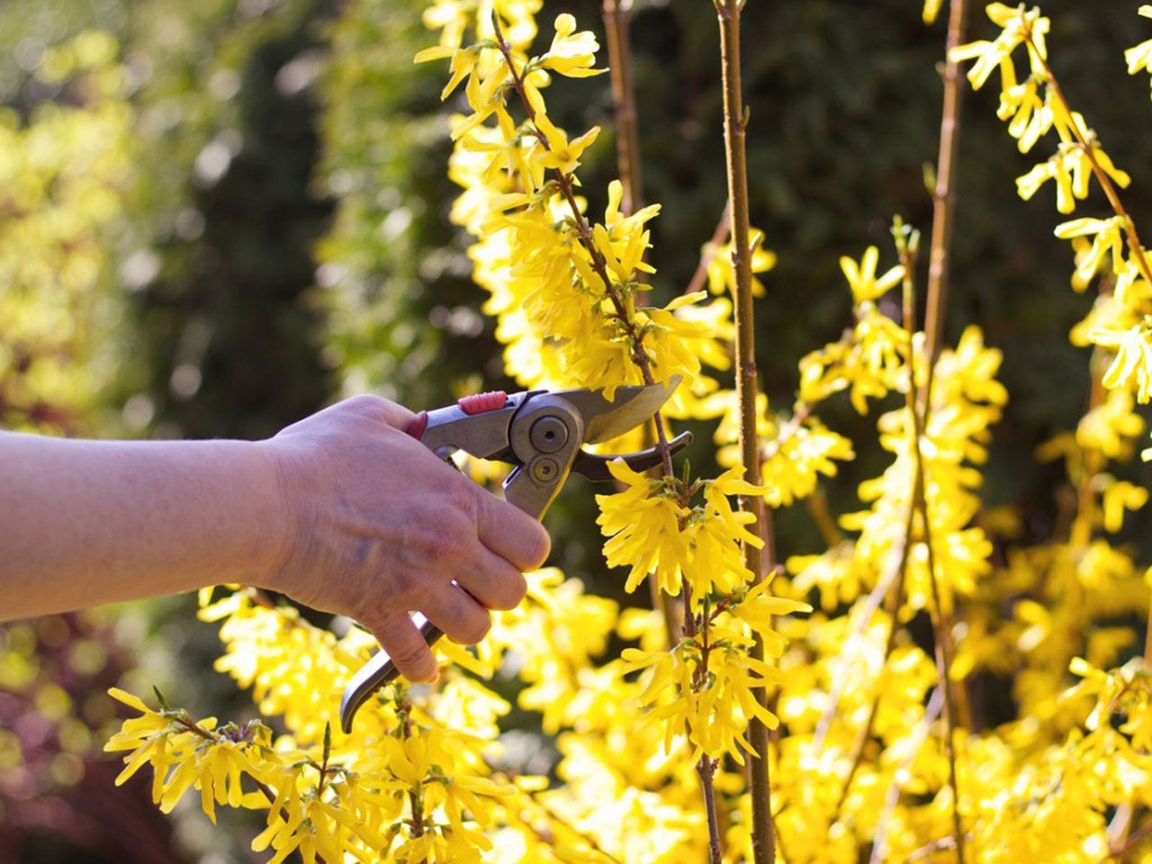 Gardener Trimming Forsythis Bush