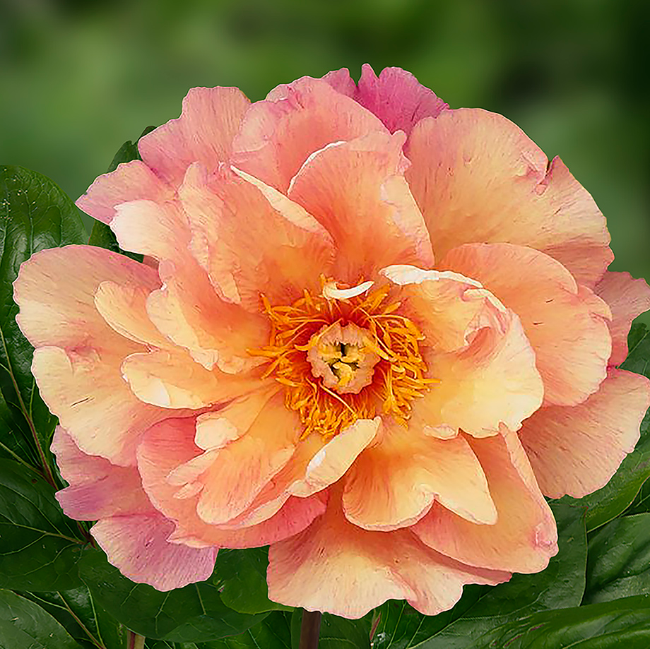Paeonia Itoh Enduring Rainbow - Peony - in Bud &amp;amp; Bloom