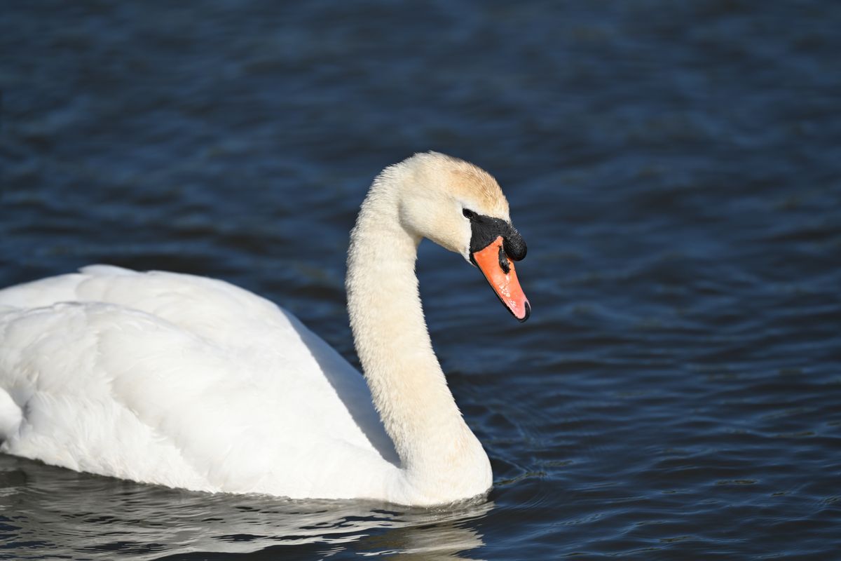 Nikon Z 400mm f/2.8 TC VR S