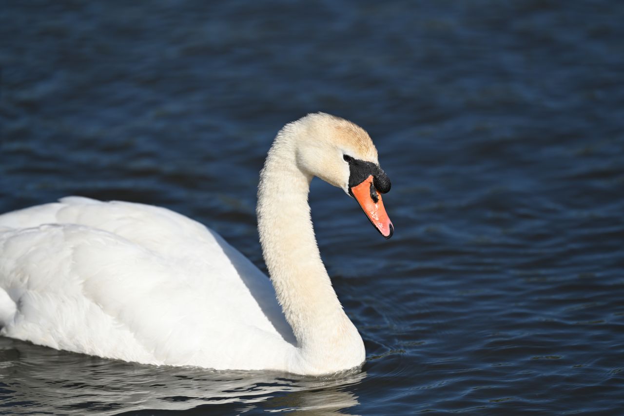Nikon Z 400mm f/2.8 TC VR S