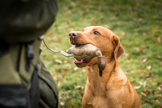 Jill Parsons and her Fox Red Labradors