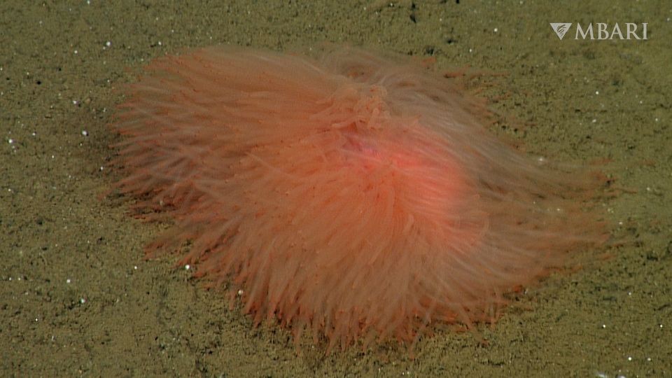 Weird deep-sea worm looks like a luminous lump of spaghetti