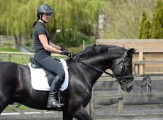 Horse leaning on the bit