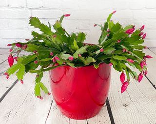 christmas cactus in a red pot