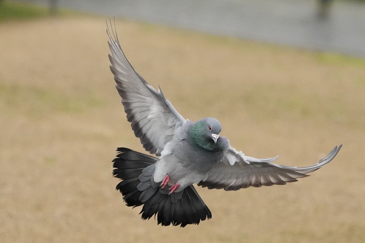 A photo of a pigeon in flight, taken on a Sony A1 II mirrorless camera and with a Sony FE 28-70mm F2 GM lens