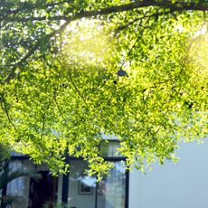 tree in backyard blocking sun 