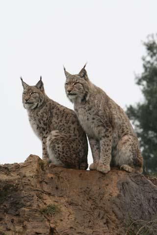 iberian-lynx-100702-02