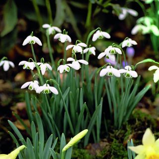 Flowering snowdrops