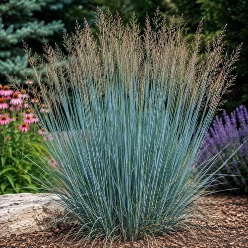 Big Bluestem Grass 