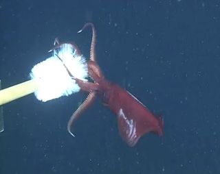 The octopus squid being prodded with a bottlebrush just before it releases an arm and dashes away.