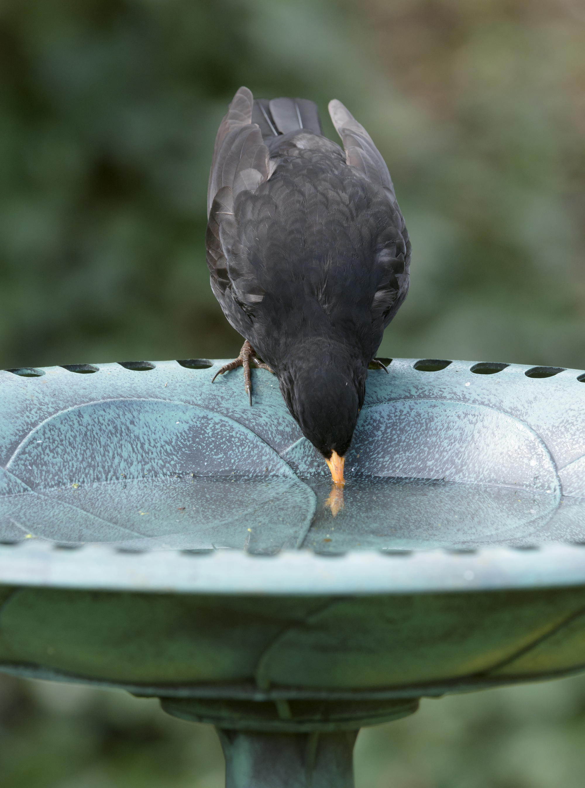 Bird bath ideas 13 stylish ways to bring birds into your garden