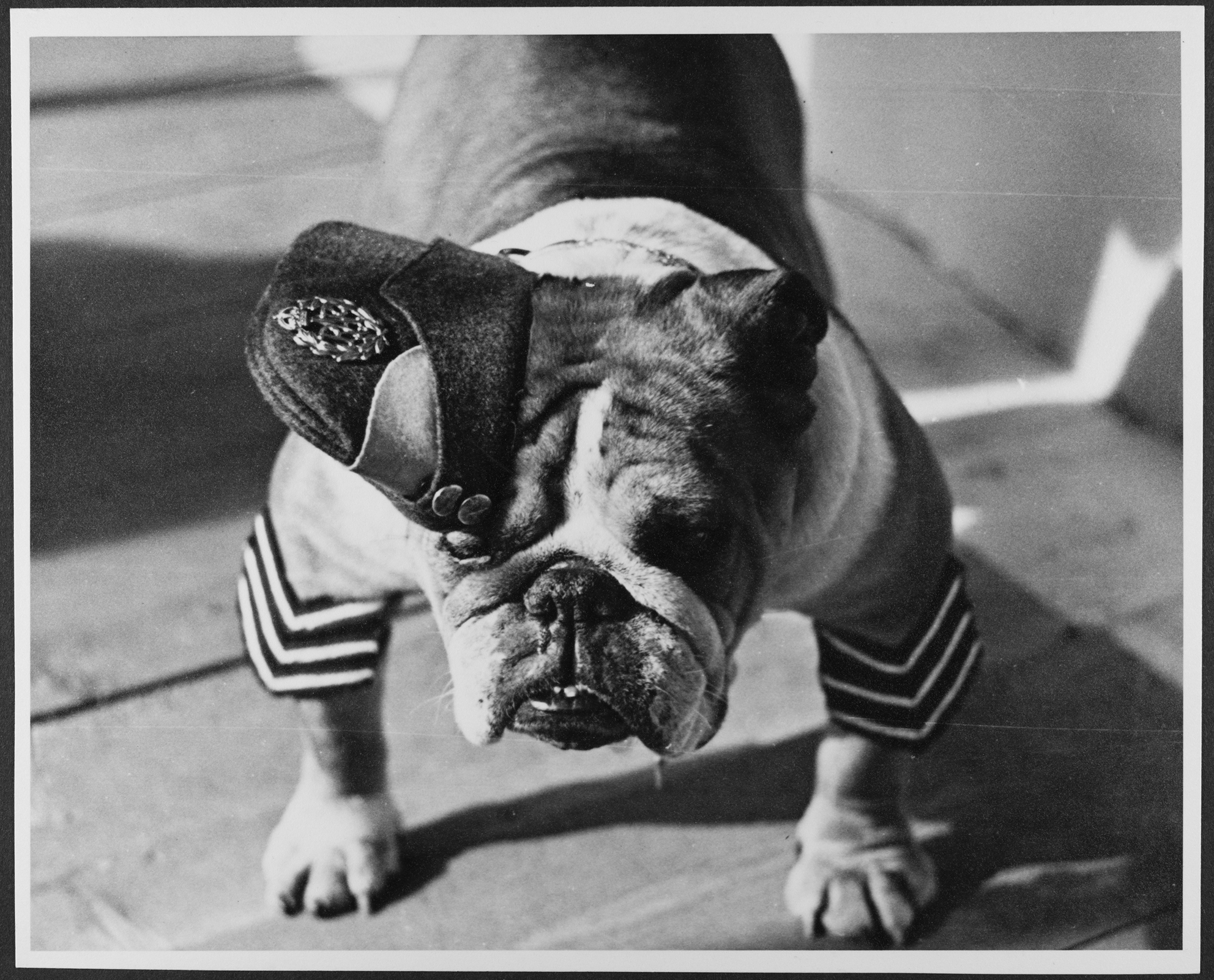 A British Bulldog in RAF uniform, at RAF Iver Heath, Pinewood Studios