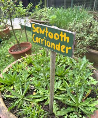 Sawtooth coriander growing in a large bot with hand-painted plant sign