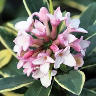 Daphne in flower with pink blooms