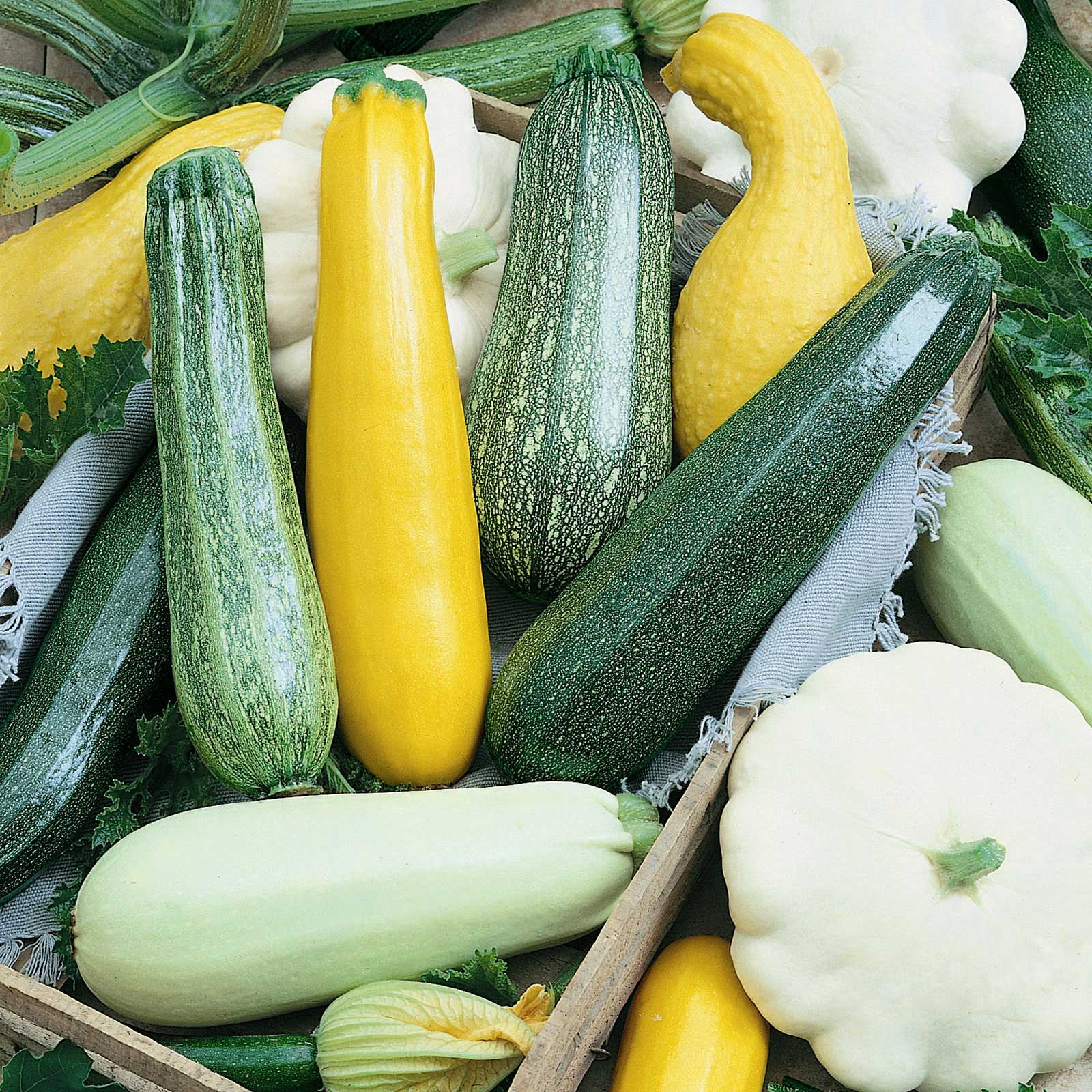 Squash Seeds (summer) - Melody Blend