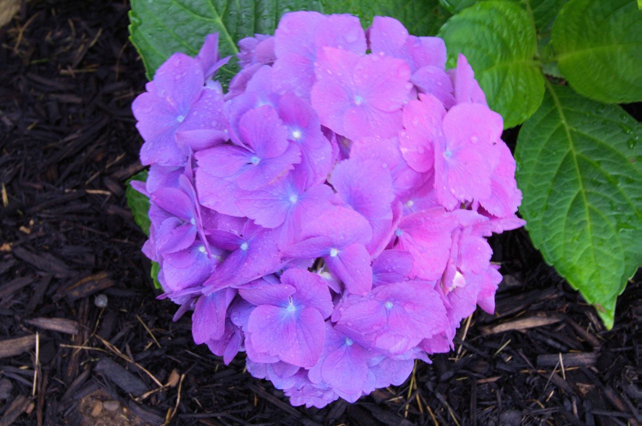 Purple Flower In Garden