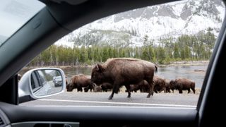 Bison viewed through car window at Yellowstone National Park