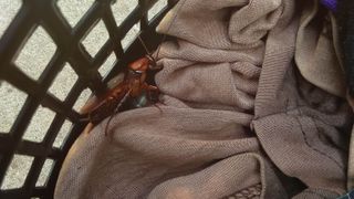 A cockroach in a laundry hamper