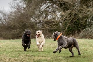 Scrumpy, Fela and Mary. Photograph by Sarah Farnsworth for Country Life.