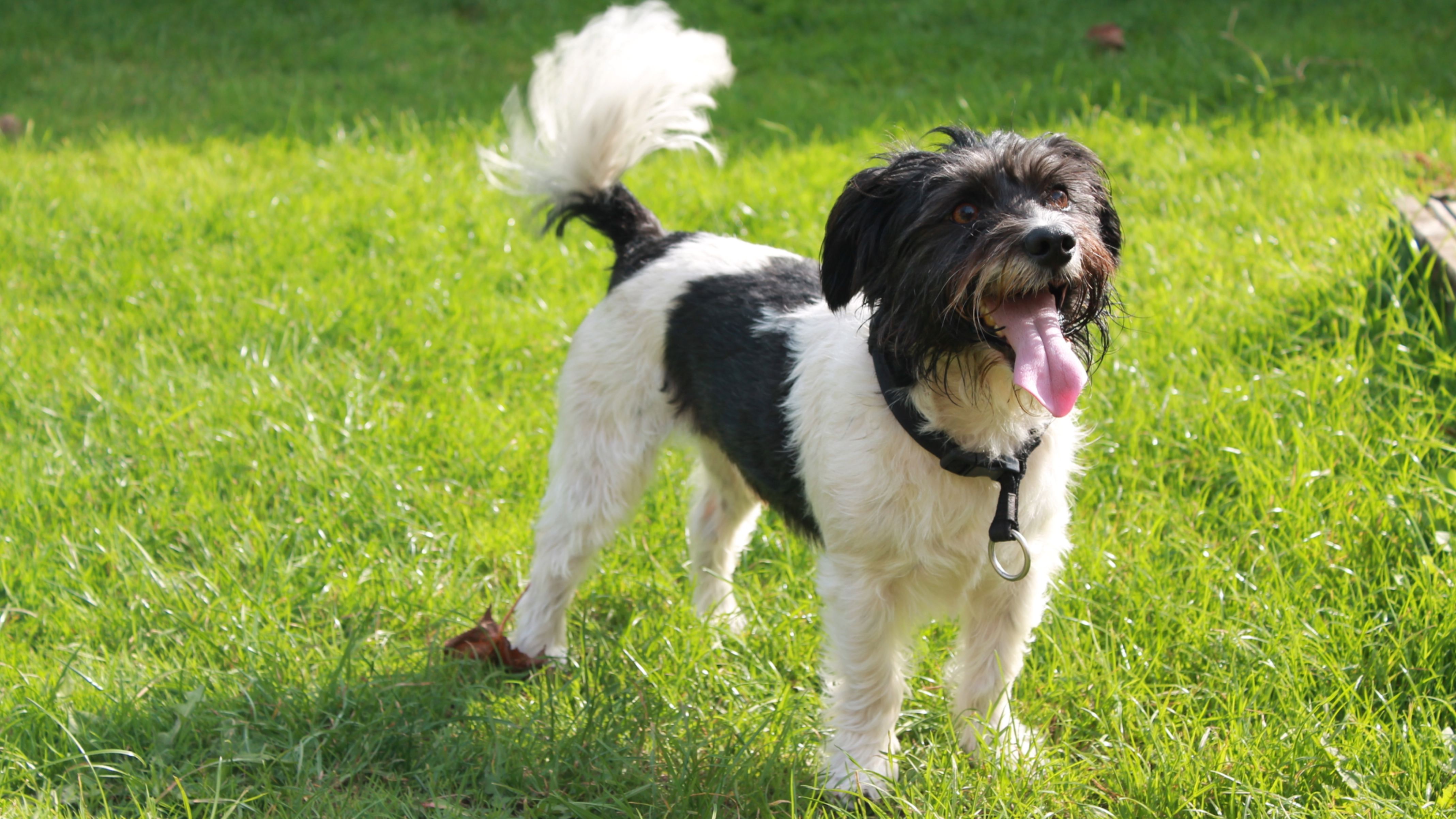Dog wagging tail