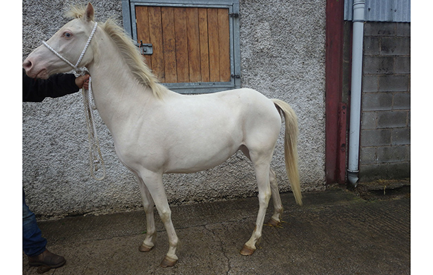Polo, after