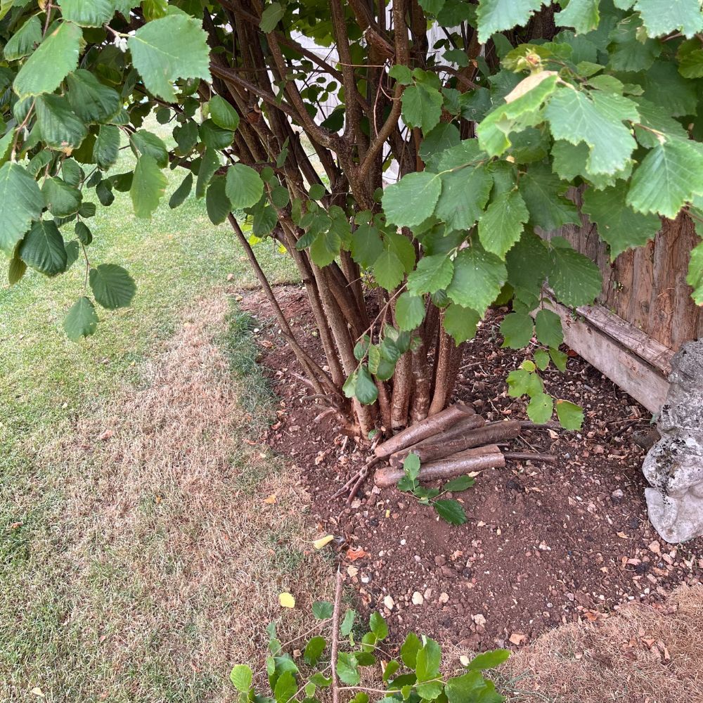 after using webb multi tool on tree