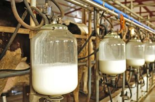 Cow's milk being pumped at a farm.