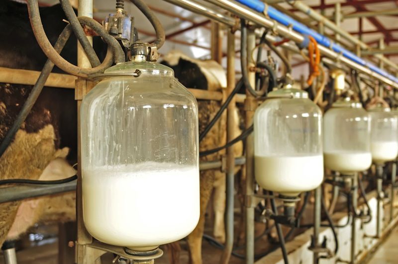 Cow&#039;s milk being pumped at a farm.