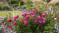 Peonies, bellflower (Campanula) and roses (Rosa) in The Rose Garden at Mottisfont Abbey, UK. Summer