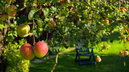 apple tree in garden with chair