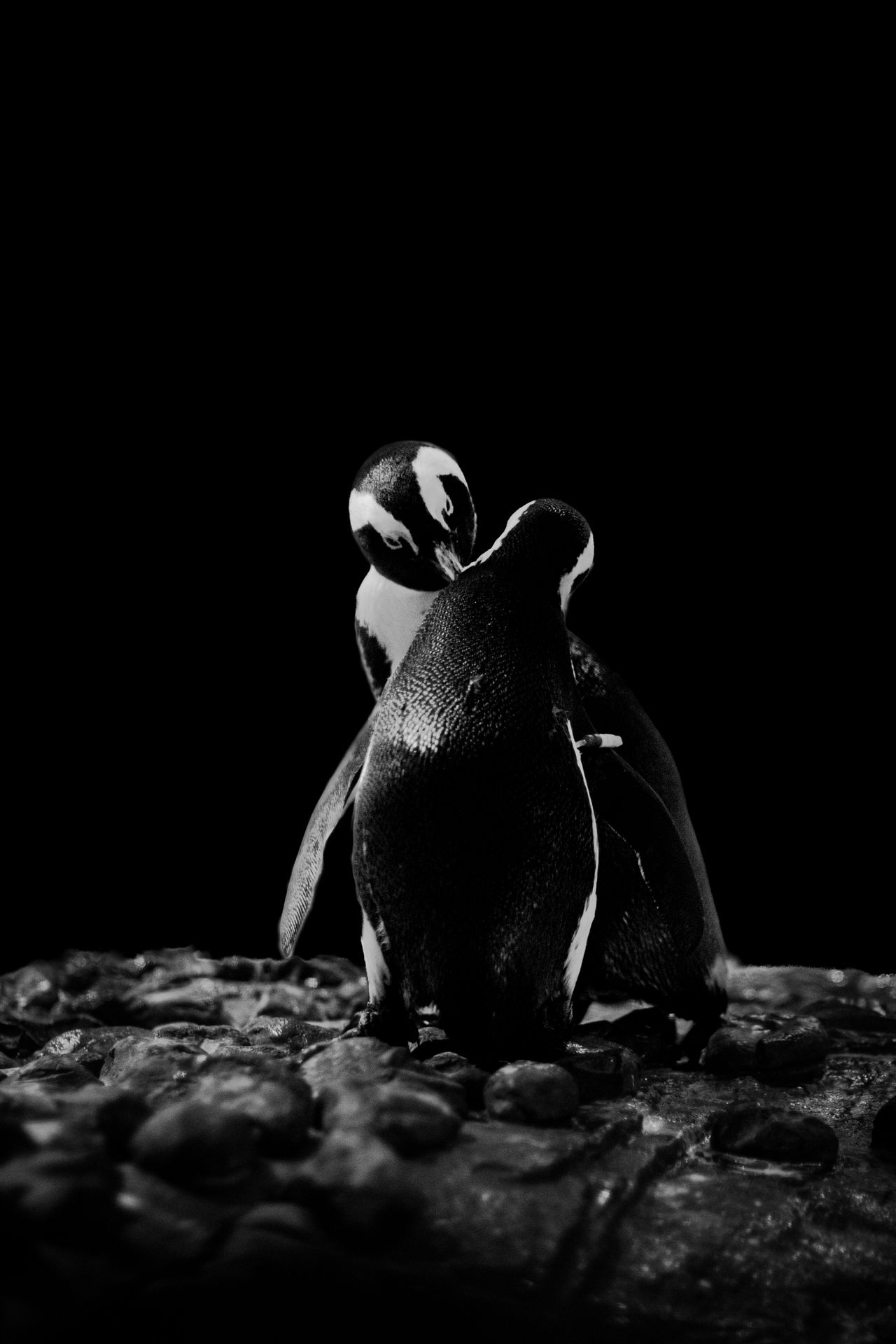 GuruShots - Powerful Black &amp; White Jan 26
