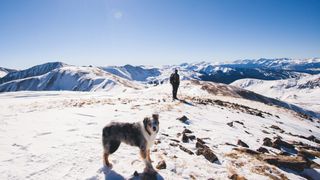 Dog in foreground on snowy mountains