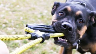 Dog playing with one of the toughest dog toys for chewers