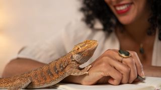 Bearded dragon standing on woman's hand