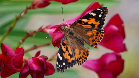 A Painted Lady butterfly (Vanessa Cardui) perching on a flower.