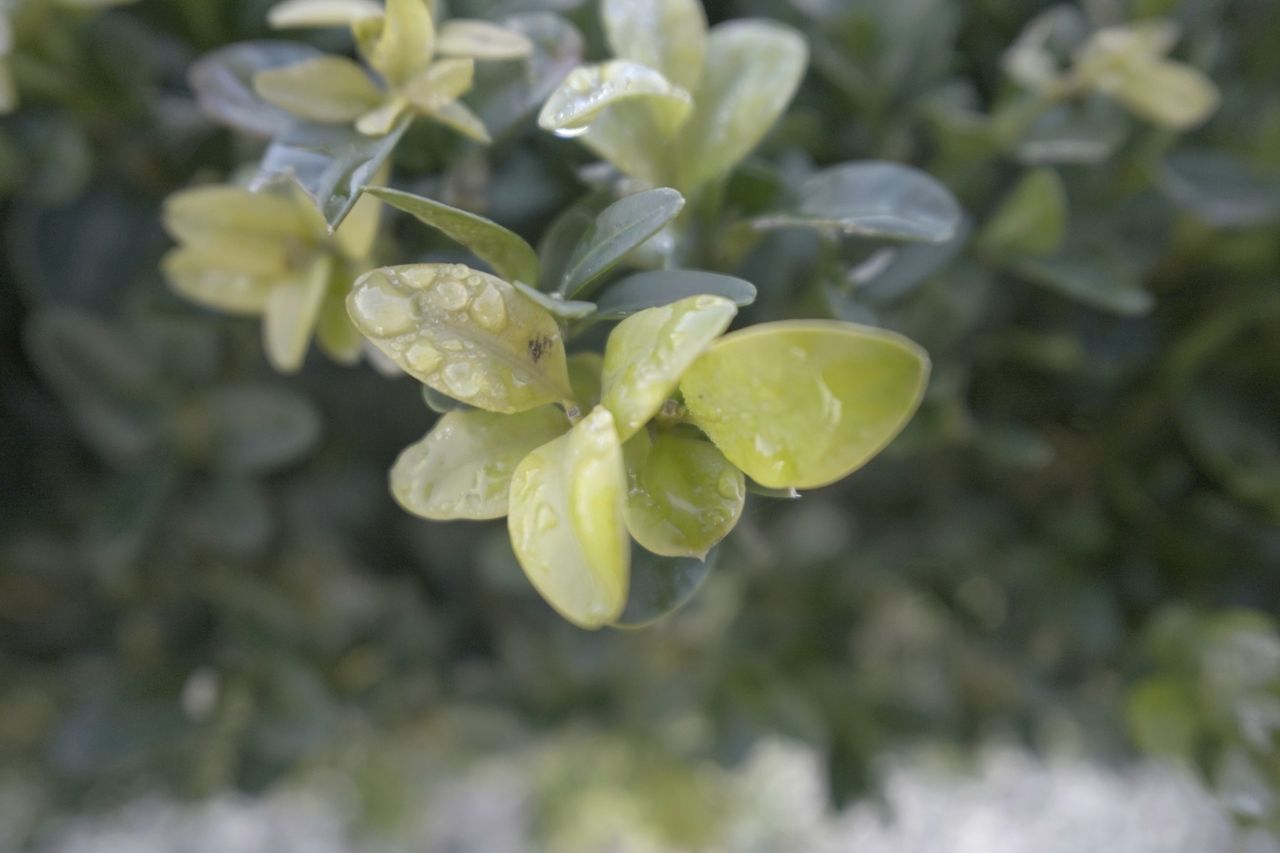 A photo of some leaves taken on a Sony ZV-1F vlogging camera