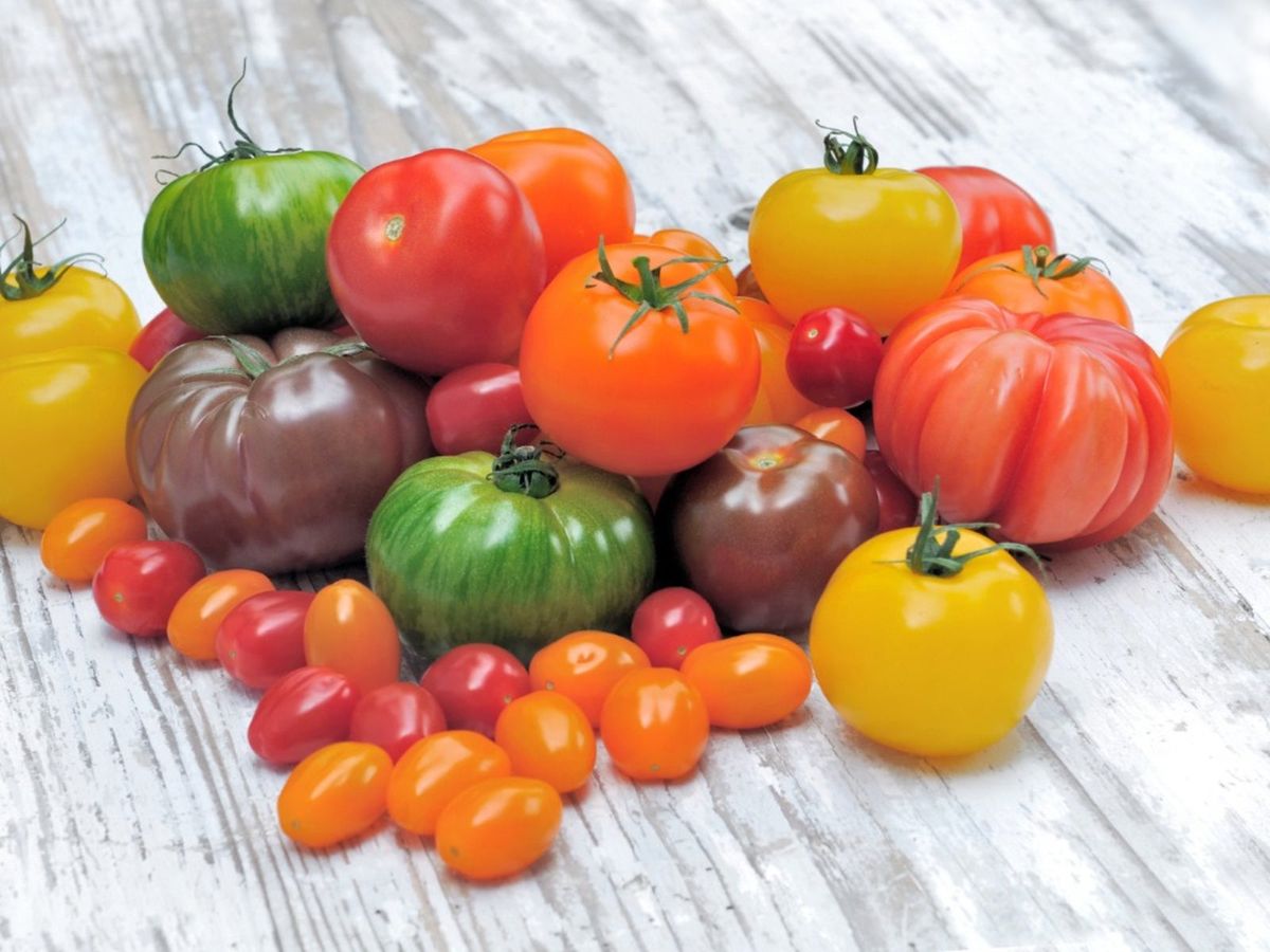 The Many Different Types of Tomatoes