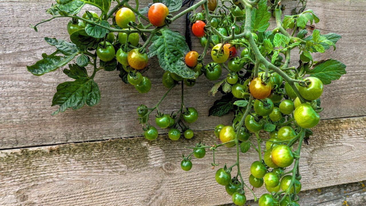 Upside Down Tomato Plant